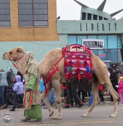Live camel