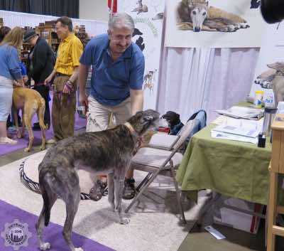 Greyhound rescue dogs